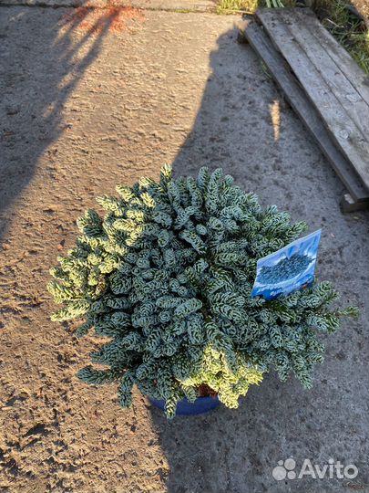 Пихта корейская Когоутс Айсбрейкер