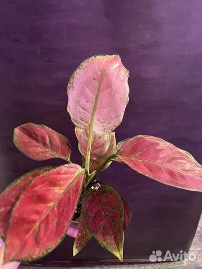 Аглонема ред джой