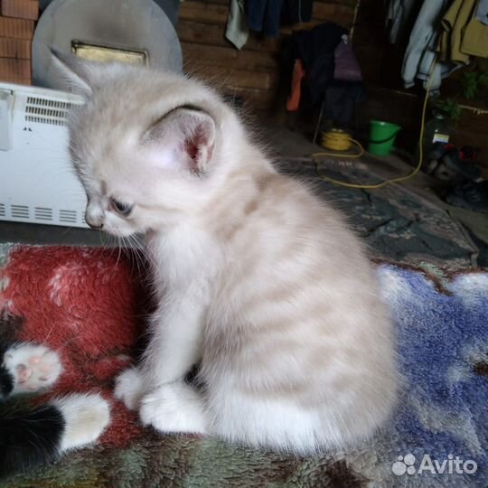 Котята
