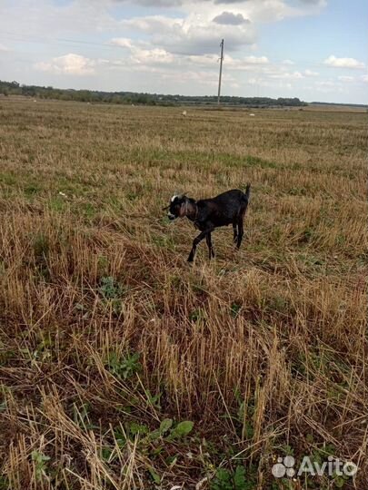 Козы и козел