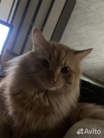 Кот в добрые руки