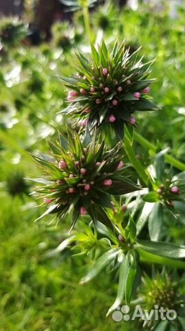 Цветы для сада, фуопсис