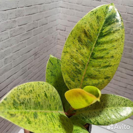 Фикус эластика Шривериана муншайн