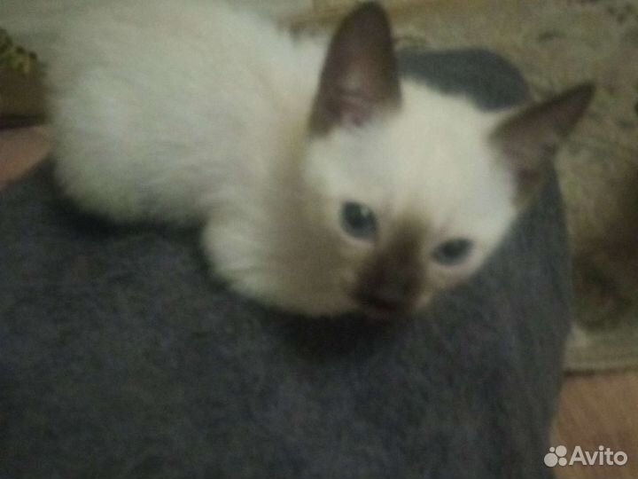 Донской сфинкс браш котята