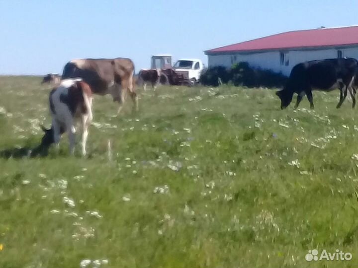 Коровы