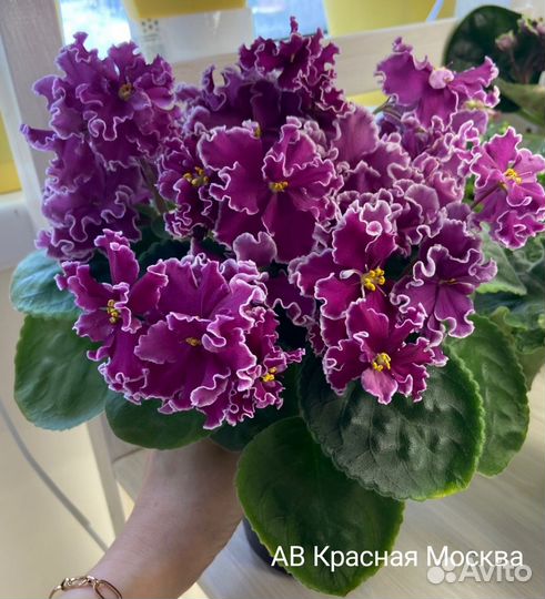 Сортовые фиалки