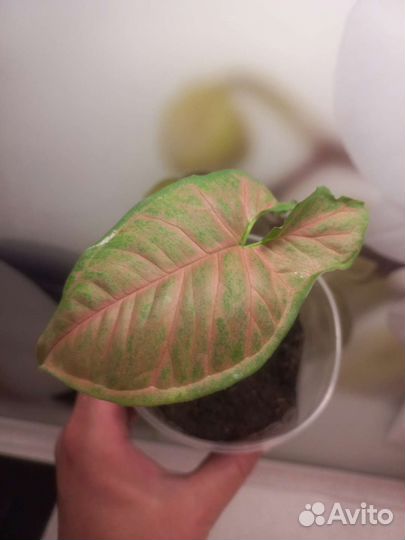 Сингониумы сортовые