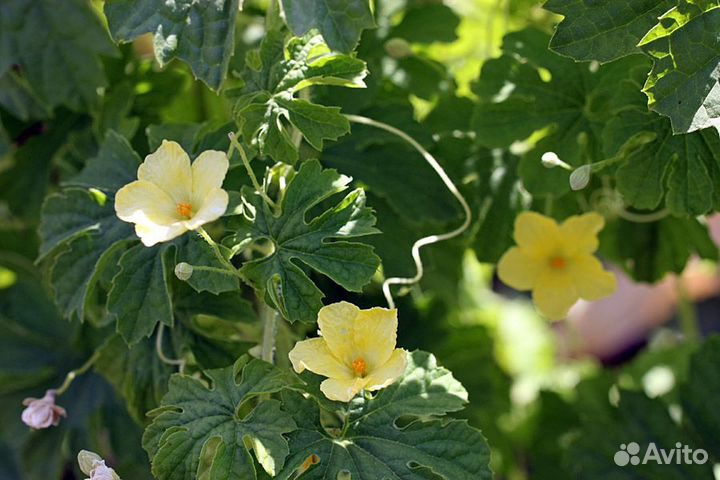 Момордика харанция, семена