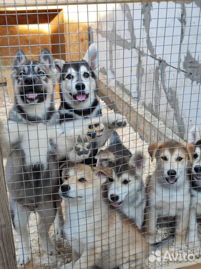 Щенки бесплатно