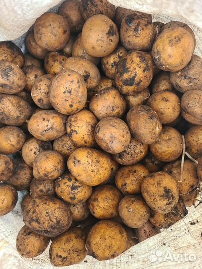 Семенной картофель