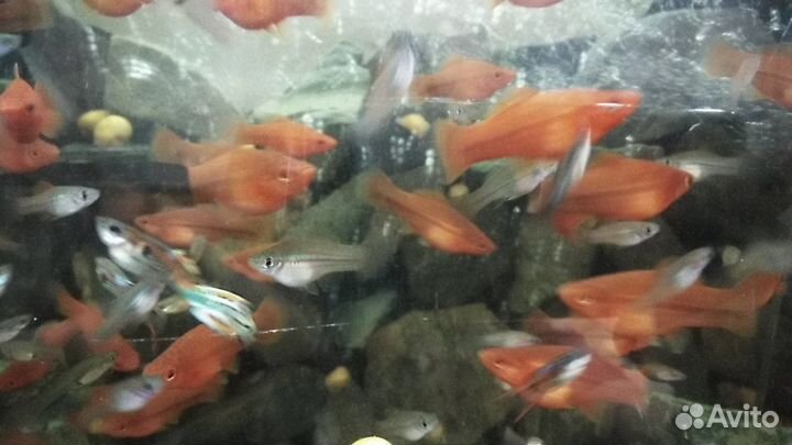Аквариумные рыбки