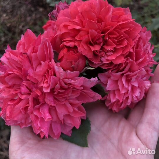 Саженцы плетистой розы