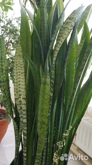 Сансевиерия