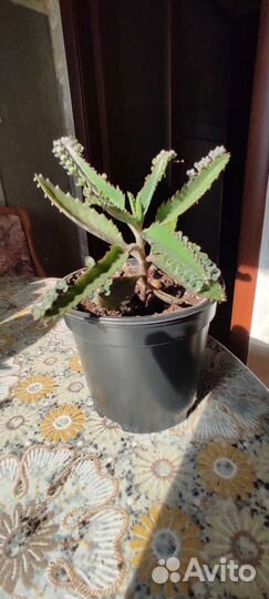 Комнатные цветы каланхоэ