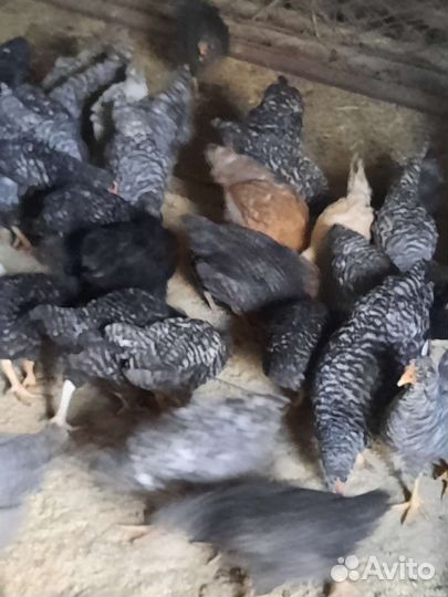 Цыплята плимутрок