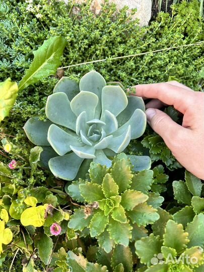 Суккуленты редкие набор садик флорариум