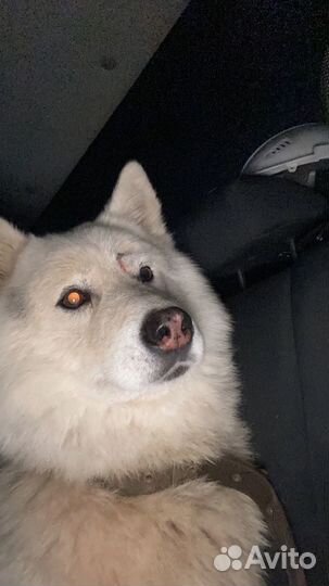 Найдена собака