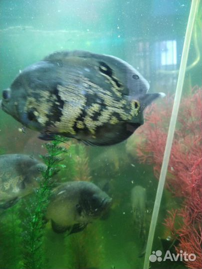 Аквариумые рыбки