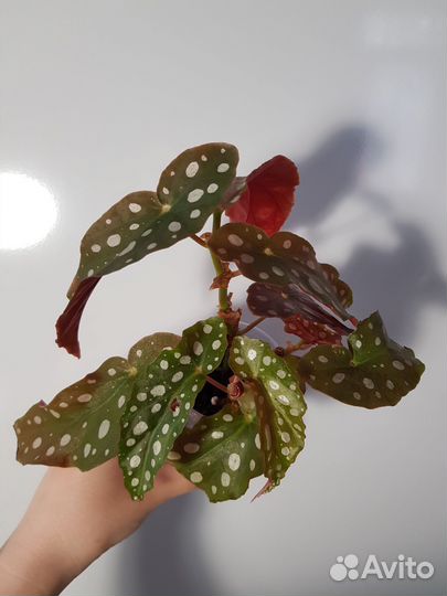 Бегония макулата