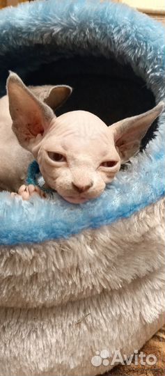 Котята сфинкс