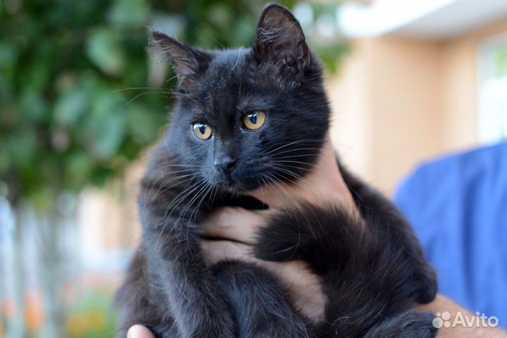 Чудо девочка в доьрые руки