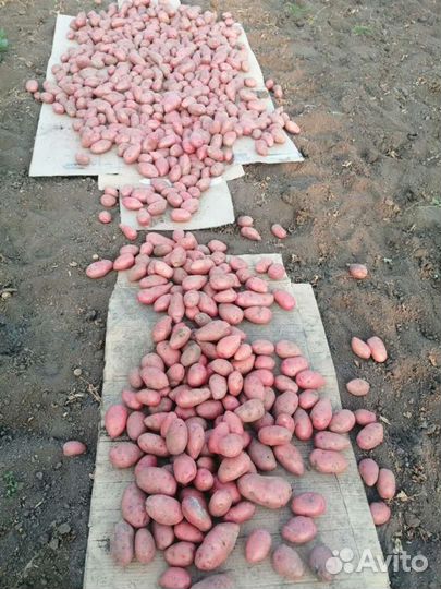 Продам картофель