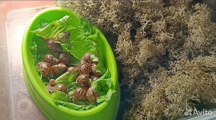 Улитки ахатины бесплатно