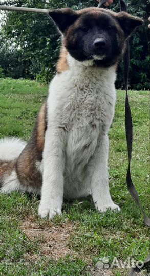 Собака в добрые руки отдам бесплатно