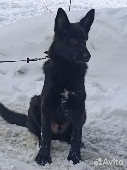 Овчаристый щенок