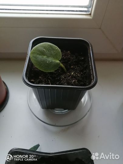 Фиалки детки