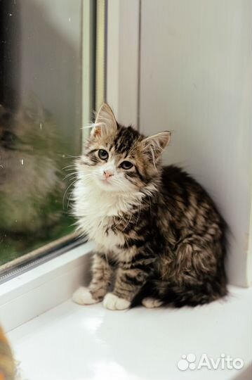 Котенок мальчик ищет дом