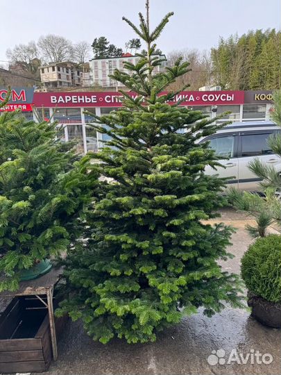 Пихта нордманн датская премиум