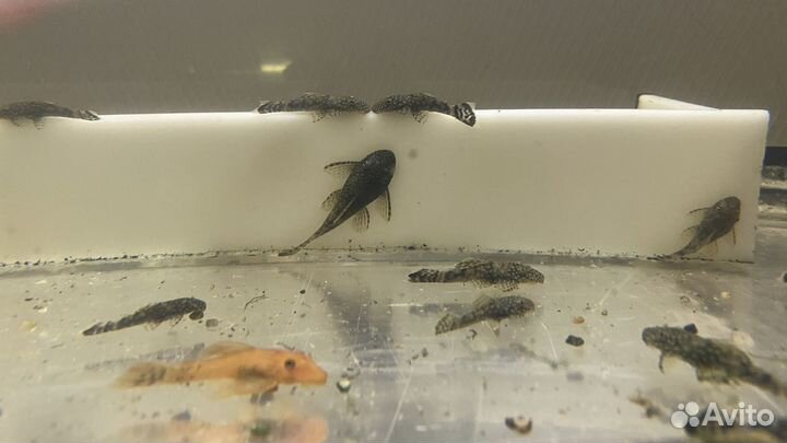 Аквариумные рыбки