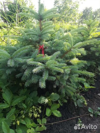 Ель голубая и обыкновенная