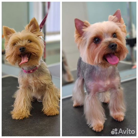 Груминг собак и кошек