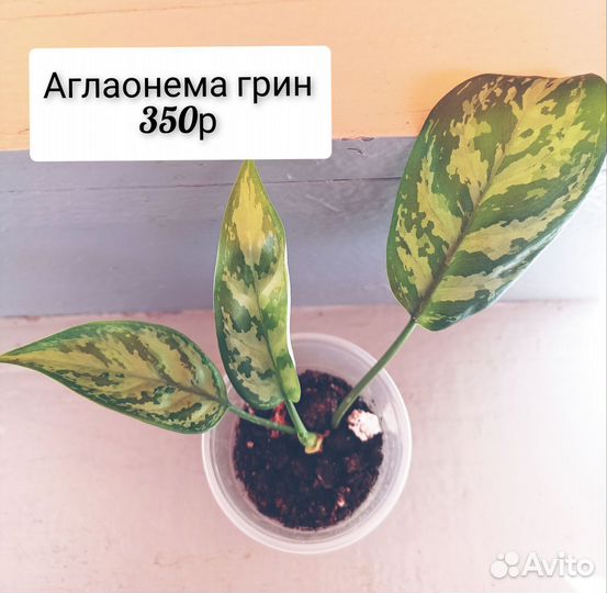 Комнатные растения разные