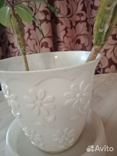 Молочай комнатный с горшком