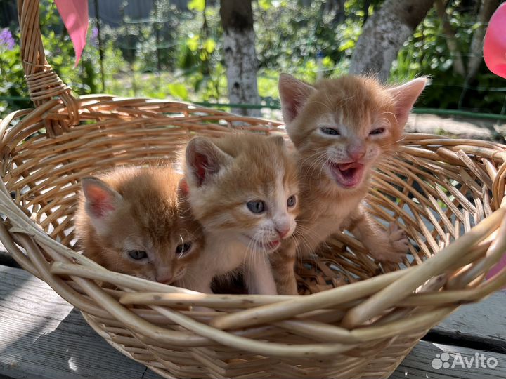 Котята в добрые руки
