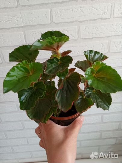 Комнатные растения