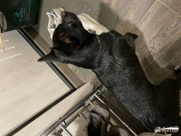 Нашлась собака