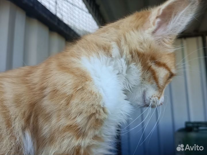 Игривый рыжый котенок