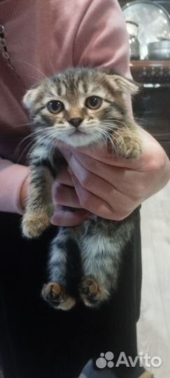 Кошечки вислоухие