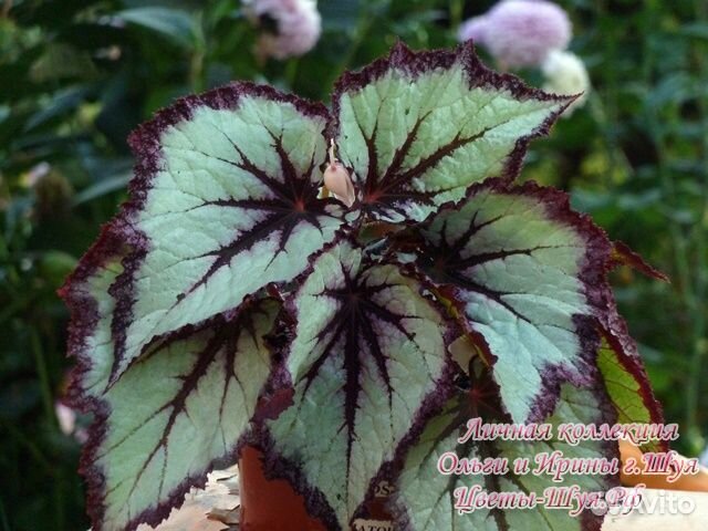 Бегония декоративно лиственная