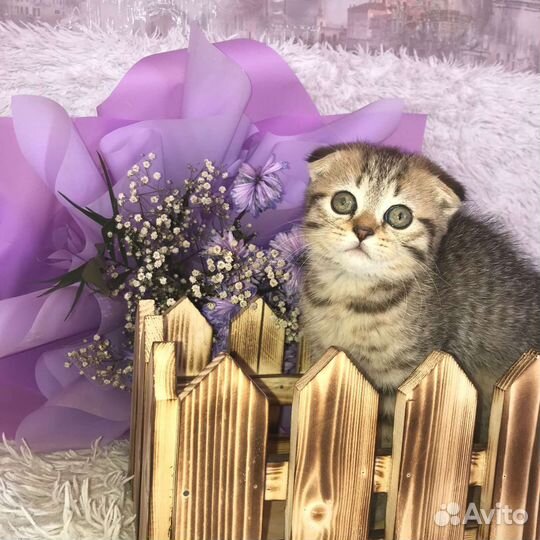 Шотландская