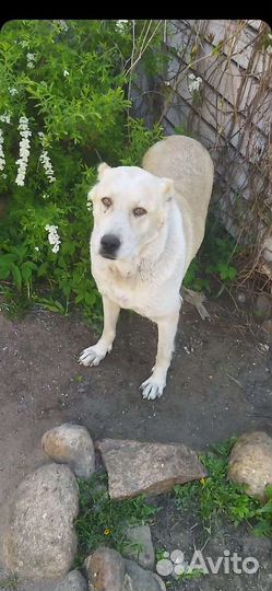 Среднеазиатская овчарка алабай