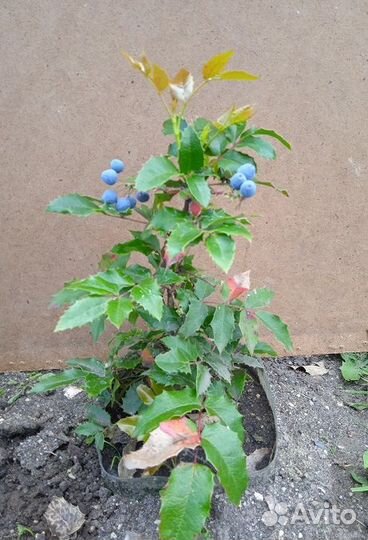 Вечнозелёная магония падуболистная