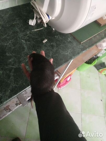 Крыса Дамбо чёрный