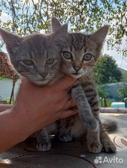 Кошки в добрые руки