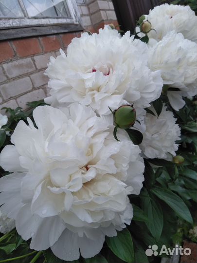 Пионы букет