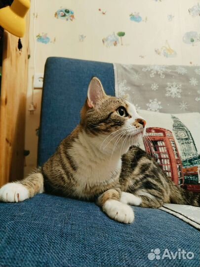 Плюшевый мраморный кот котёнок